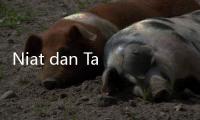 Niat dan Tata Cara Salat Witir 1 Rakaat